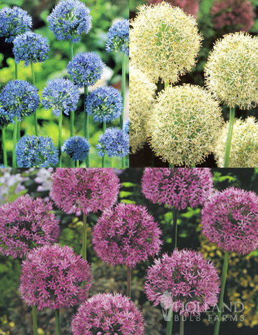 Beautiful Mix of Allium Collection allium bulbs for sale, purple allium, white allium, blue allium, allium care, allium bulbs for sale near me, allium varieties, purple sensation allium bulbs, flowers shaped like balls,