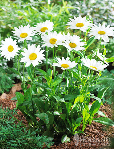 Becky Shasta Daisy 