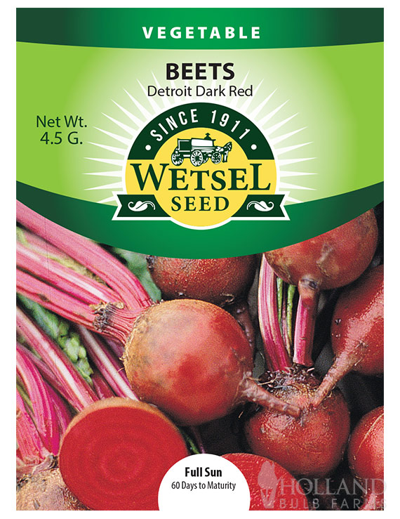 Beet Detroit Dark Red