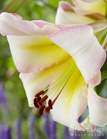 Beijing Moon Orienpet Lily 