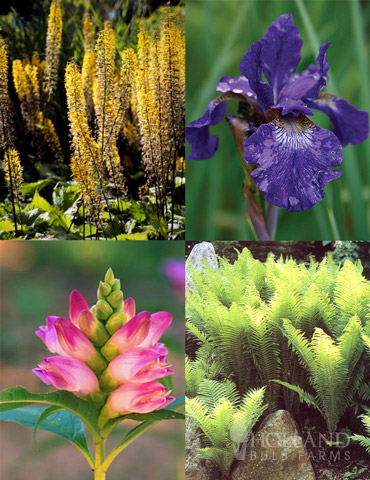 Best Perennials for Wet Soil 