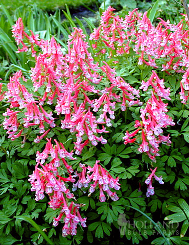 Beth Evans Corydalis