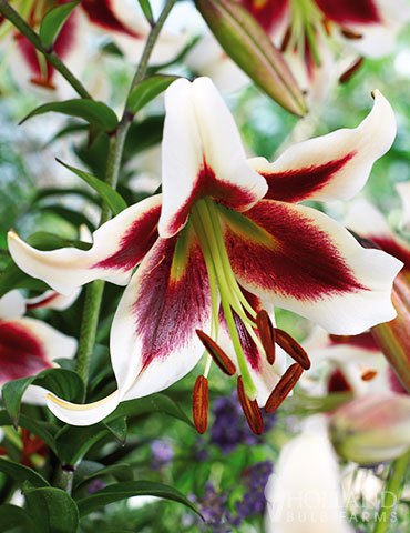 Beverly Dreams Orienpet Lily 