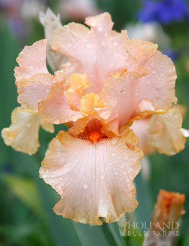 Beverly Sills Reblooming Bearded Iris