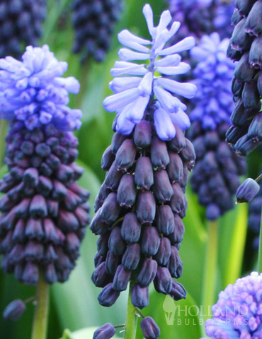 Bicolor Grape Hyacinth or Muscari 