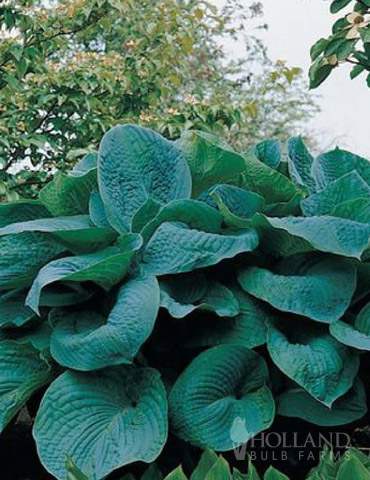 Big Daddy Hosta 