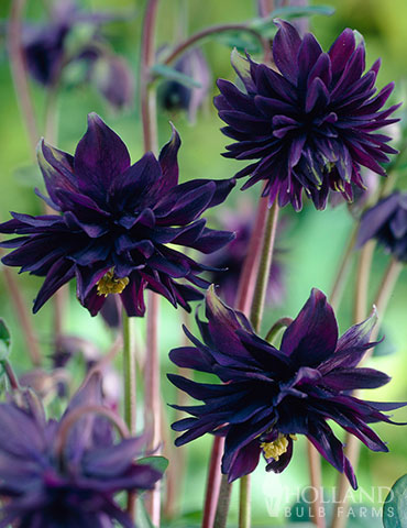 Black Barlow Columbine 