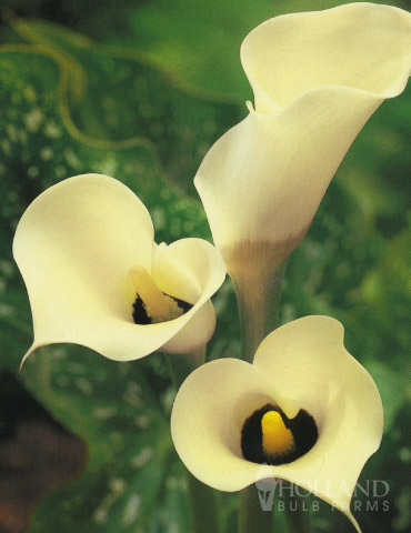 Black Eyed Lady Calla Lily 