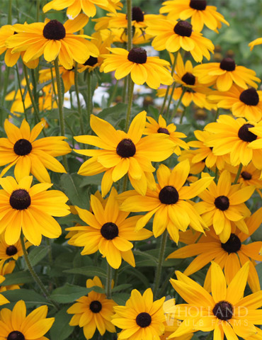 Black Eyed Susan, Rudbeckia 