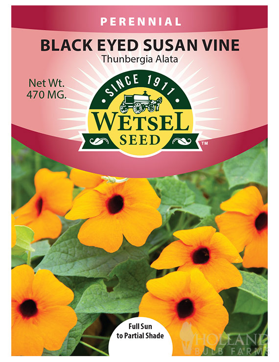 Black Eyed Susan Vine Alata Mix