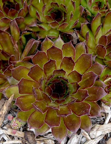 Black Hens & Chicks 