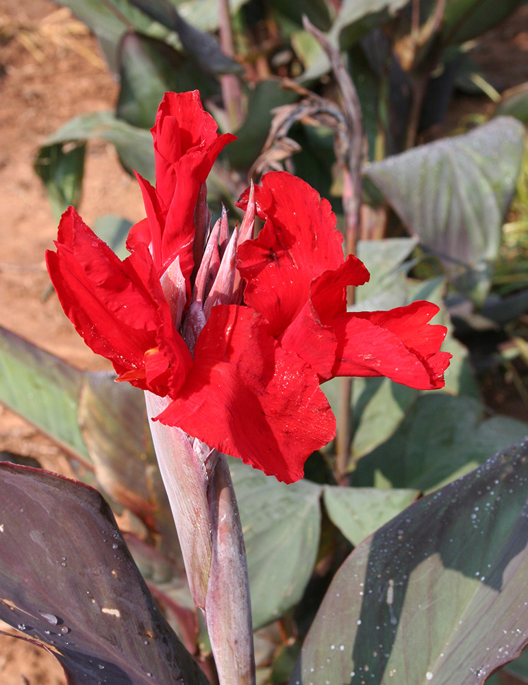 Black Knight Tall Canna 