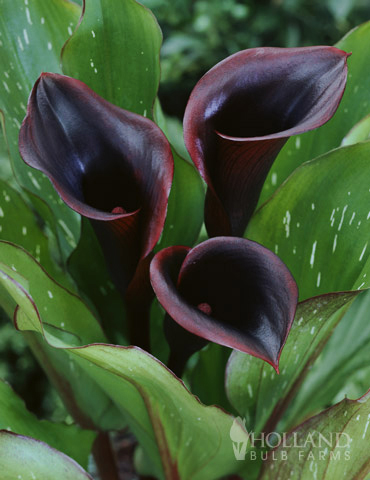 Black Star Calla Lily 