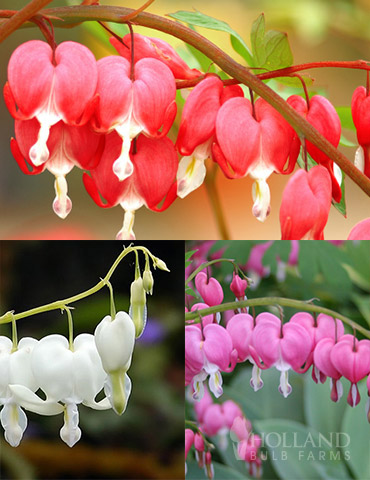 Bleeding Hearts Collection 