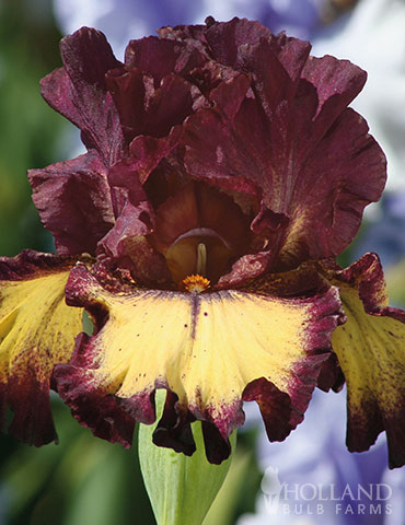 Blood Moon Bearded Iris