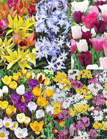 Bloom Parade Garden Kit- 60 Days of Blooms Tulip bulbs, long blooming flowers, spring flowers, easy to grow flowers, buy flower bulbs online, garden collections, garden kits