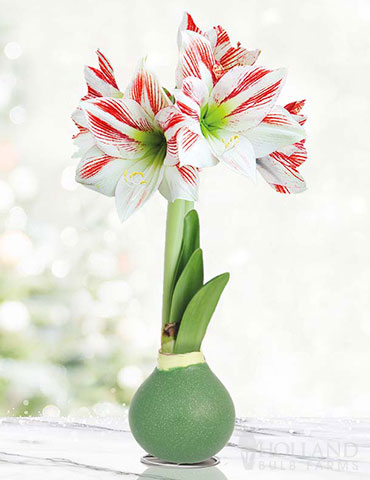 Blooming Fields Waxed Amaryllis