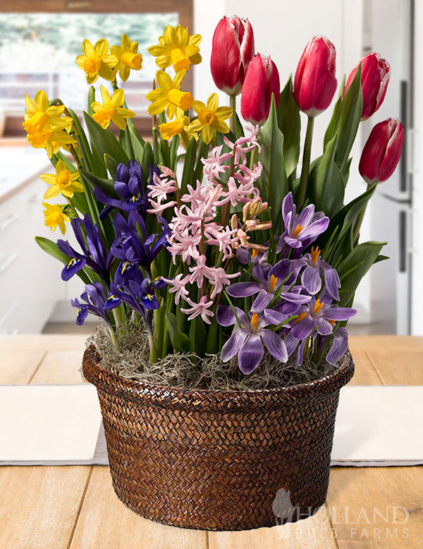 Blossom Bliss Potted Bulb Garden