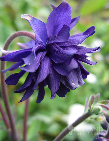 Blue Barlow Columbine 