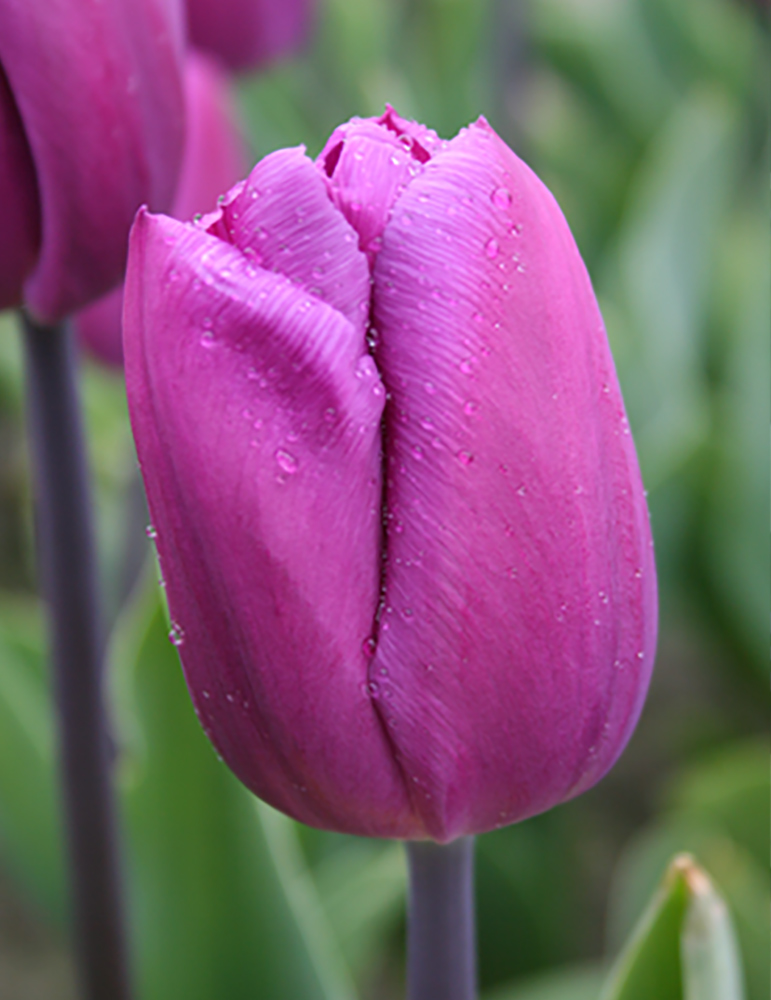 Blue Beauty Triumph Tulip 