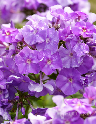 Blue Boy Tall Phlox 