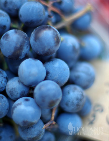 Blue Concord Grape Plant 