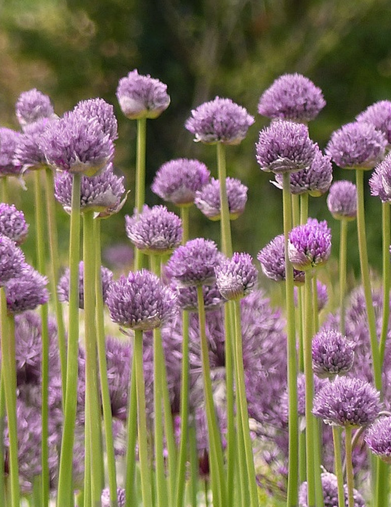 Blue Eddy Allium 