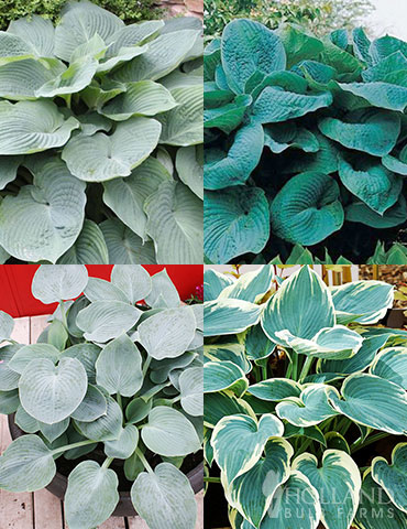 Blue Hosta Collection blue hosta, blue hostas, bare root hosta plants for sale, hosta collection, big daddy hosta, blue mouse ears hosta, hosta for sale online, plants for shade, shade plants, plants that love shade