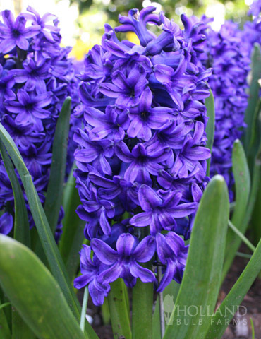 Blue Jacket Hyacinth Jumbo Pack 