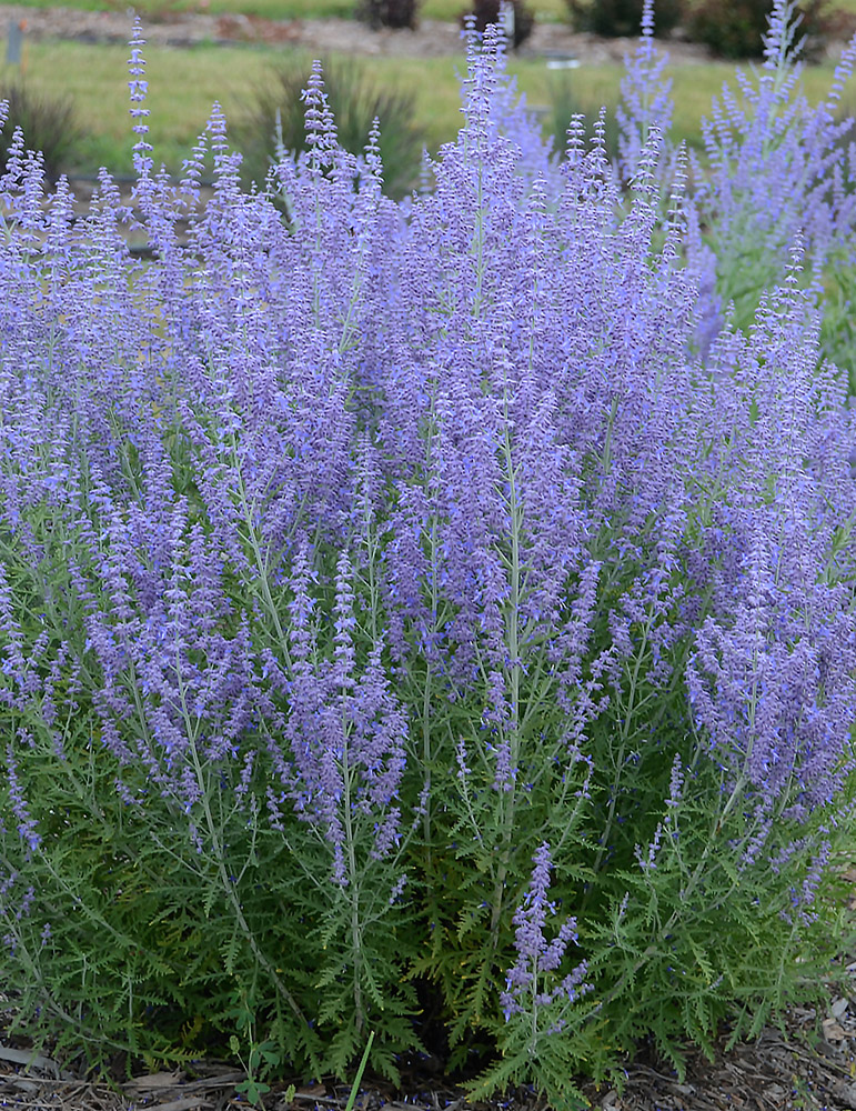 Blue Jean Baby Russian Sage 