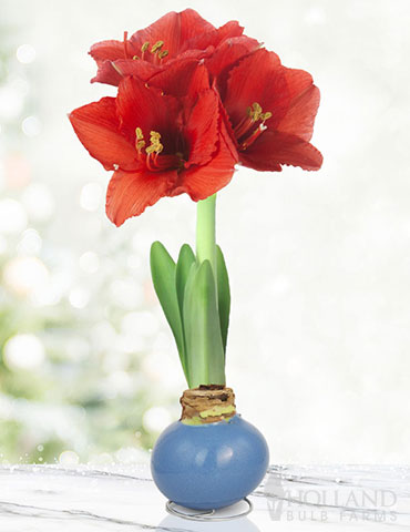 Blue Skies Waxed Amaryllis 