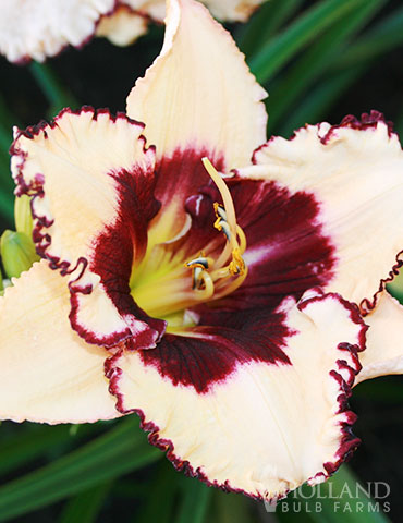 Blueberry Sundae Daylily 