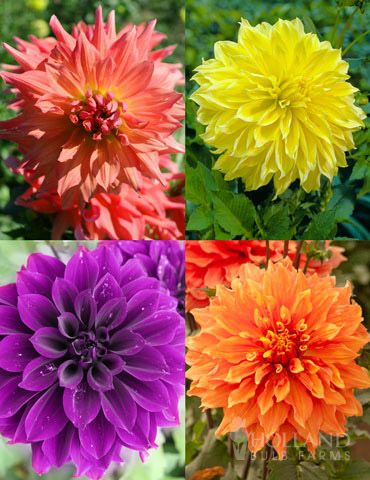 Bold Dinnerplate Dahlia Collection 