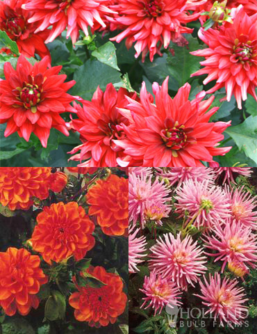 Border Dahlia Collection 