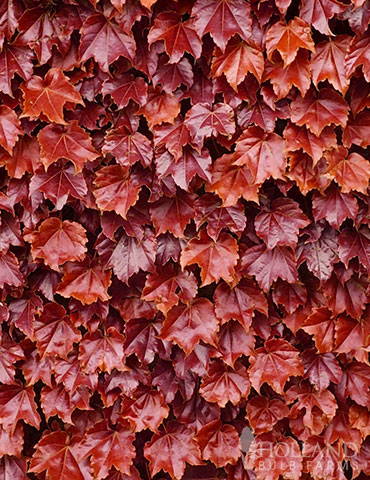 Boston Ivy 