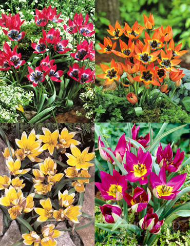 Botanical Tulip Collection