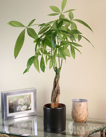 Braided Money Tree Houseplant 