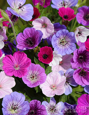 Breeders Mix Hardy Geranium 