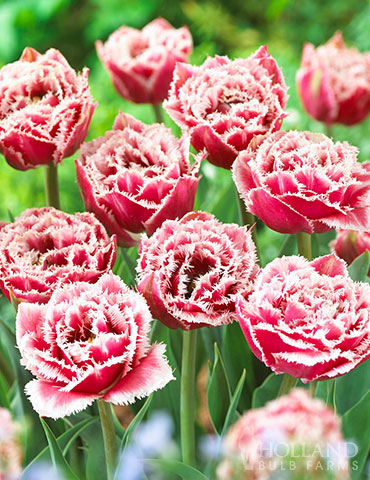 Brest Double Fringed Tulip