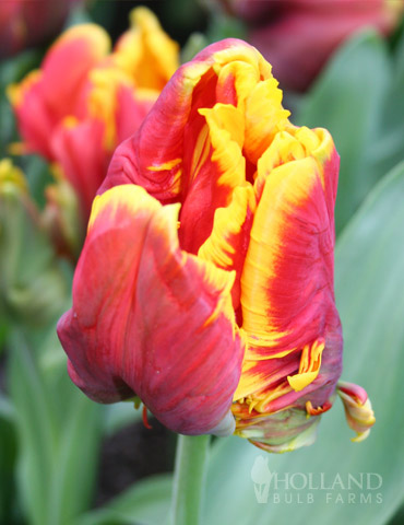 Bright Parrot Tulip 