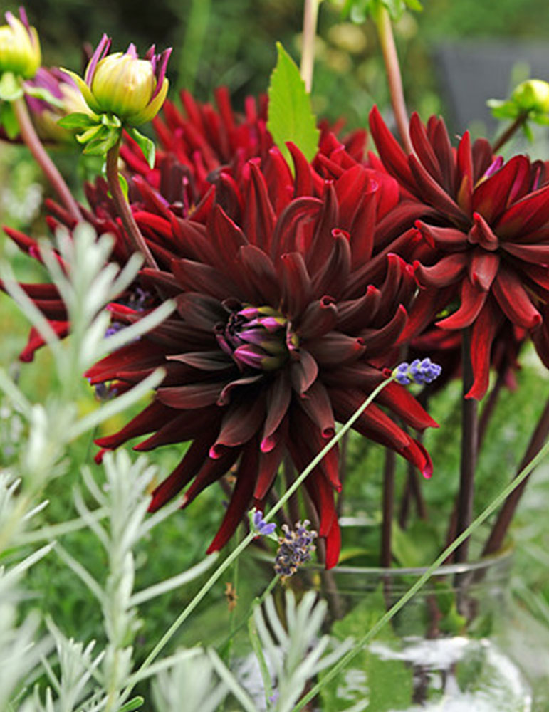 Brigitta Alida Dinnerplate Dahlia 