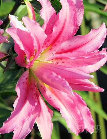 Broken Heart  Double Oriental Lily 