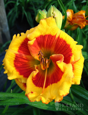 Brookwood Lee Causey Daylily