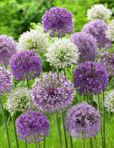 Bubble Blend Allium Mix 