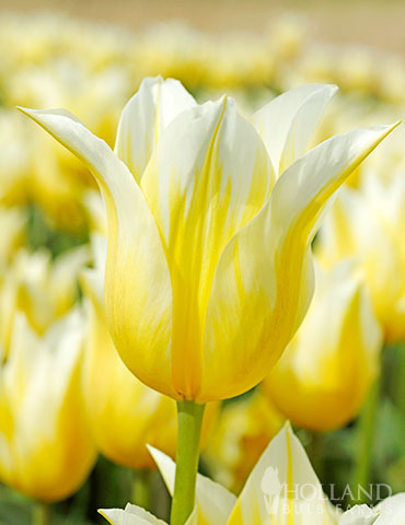 Budlight Lily Flowering Tulip 