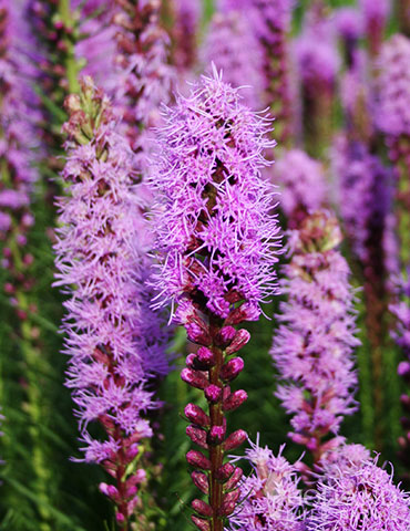 Bulk Liatris or Gayfeather (100 Bulbs) 