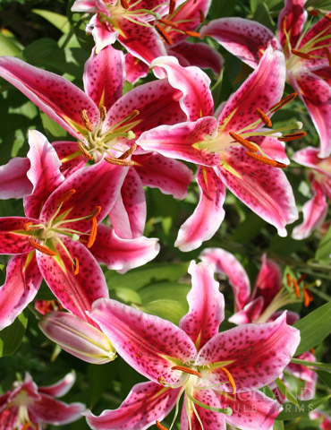 Bulk Stargazer Lilies (100 bulbs) 