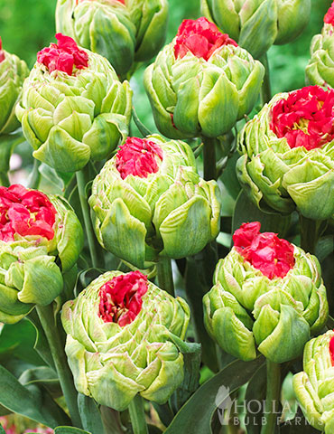 Bulls Eye Double Late Tulip green tulips, unique tulips, double tulips, peony flowering tulips, peony tulips, red and green tulips