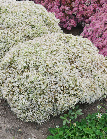 Bundle of Joy Sedum bundle of joy sedum, drought tolerant sedum , ground cover sedum, sedum varieties, white flowers, plants for full sun, plants that like heat, plants for hot locations