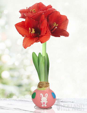 Bunny Tails Waxed Amaryllis 